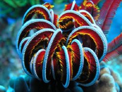 A Colorful Feather Star located in the waters of Okinawa ... by Michael Easley 